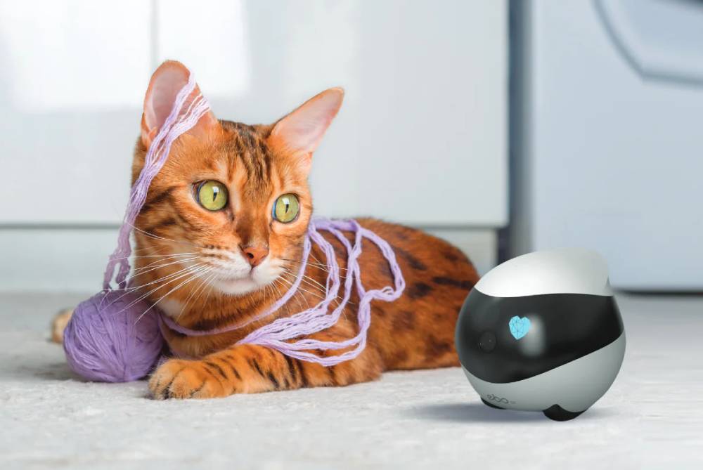 Telecamera per animali Enabot EBO SE: rendi felici i tuoi animali